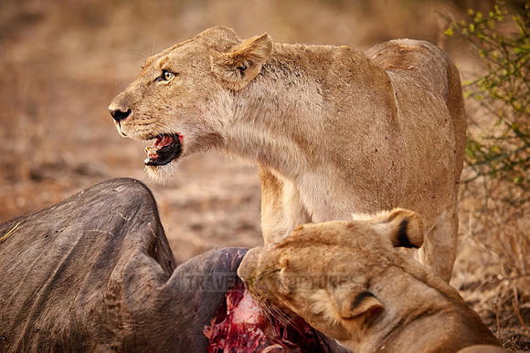 pride of lioness (Panthera leo) at buffalo kill