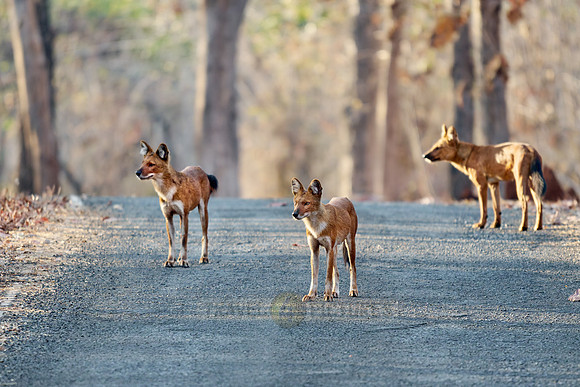 pack of dhole (Cuon alpinus) or indian wild dog