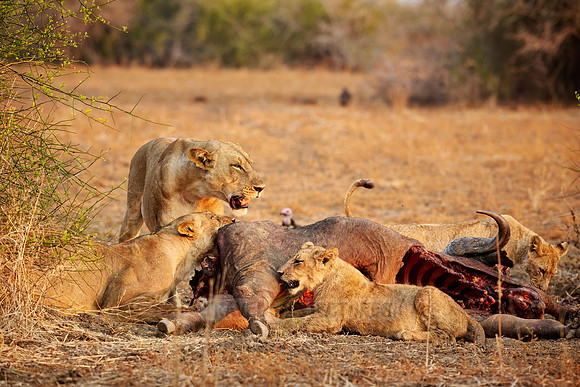 pride of lioness (Panthera leo) at buffalo kill
