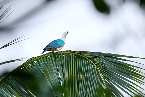 spice imperial pigeon (Ducula myristicivora)