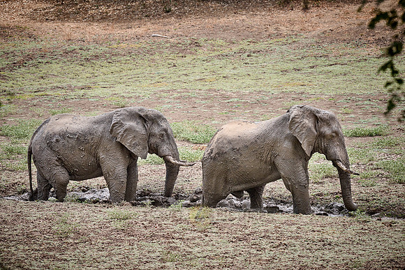 two African bush elephant bulls (Loxodonta africana) taking a mud bath