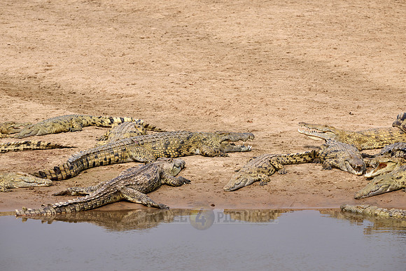 Large group of Nile crocodiles (Crocodylus niloticus) on a sandbank of the Luangwa River