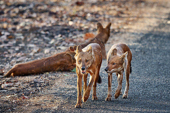 pack of dhole (Cuon alpinus) or indian wild dog