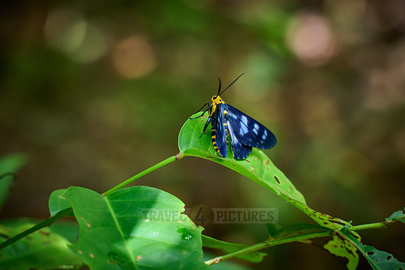 unknown weired butterfly, Raja Ampat