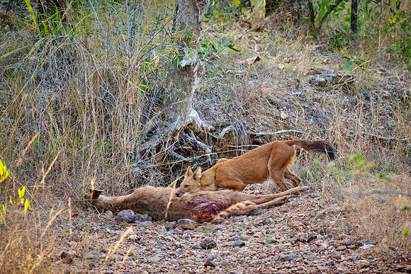 dhole (Cuon alpinus) or indian wild dog on kill
