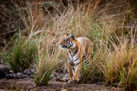 Bengal tiger (Panthera tigris tigris)