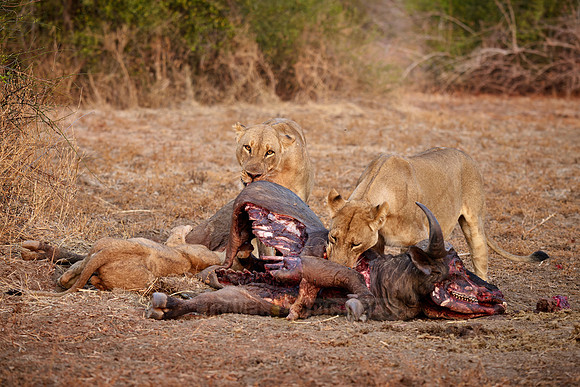 pride of lioness (Panthera leo) at buffalo kill