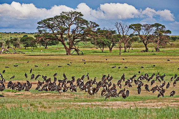 Abdim's Stork