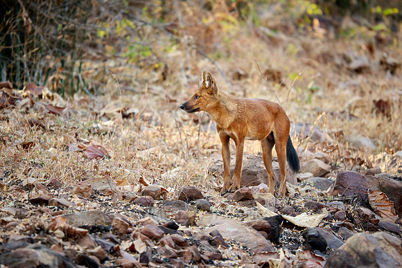 dhole (Cuon alpinus) or indian wild dog