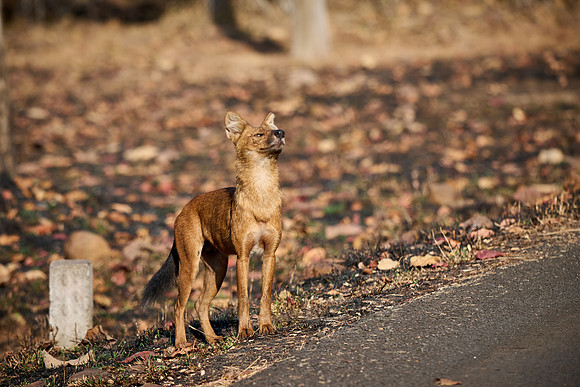 dhole (Cuon alpinus) or indian wild dog