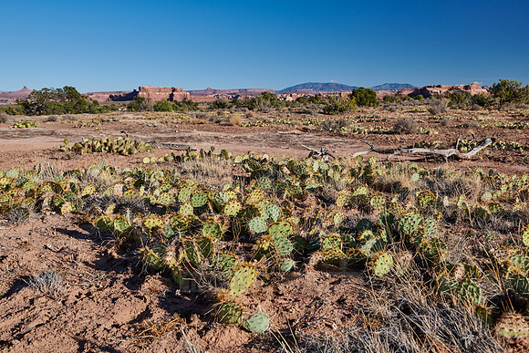 cacti in Needles District, Canyonlands-National Park