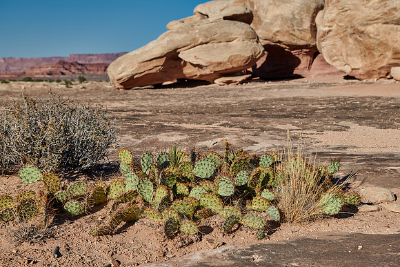 cacti in Needles District, Canyonlands-National Park