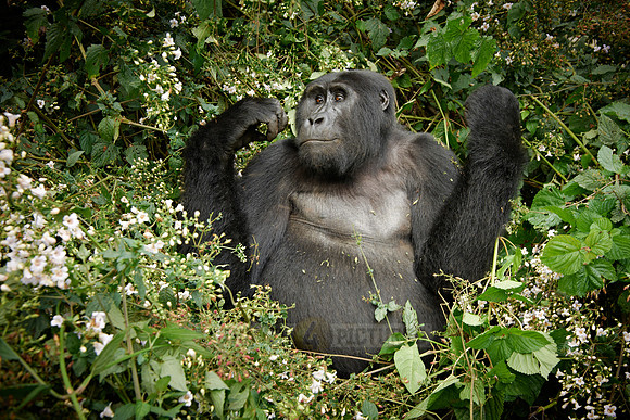 eating mountain gorilla [Gorilla beringei beringei]