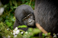 baby mountain gorilla