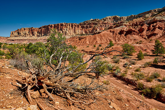 Capitol Reef National Park