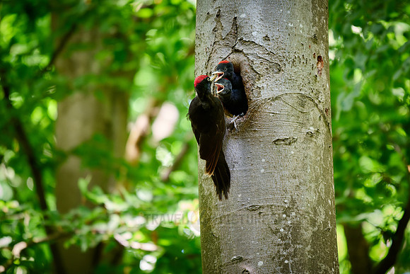 black woodpecker feeds two fledglings at tree hollow