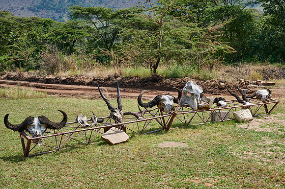 Skulls of different animal species with antlers at Kleins gate