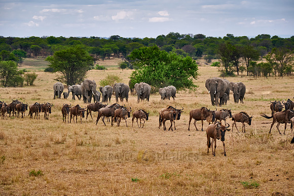 herd of blue wildebeest on great migration passing in front of a herd of African elephants