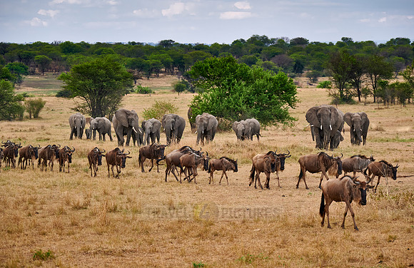 herd of blue wildebeest on great migration passing in front of a herd of African elephants