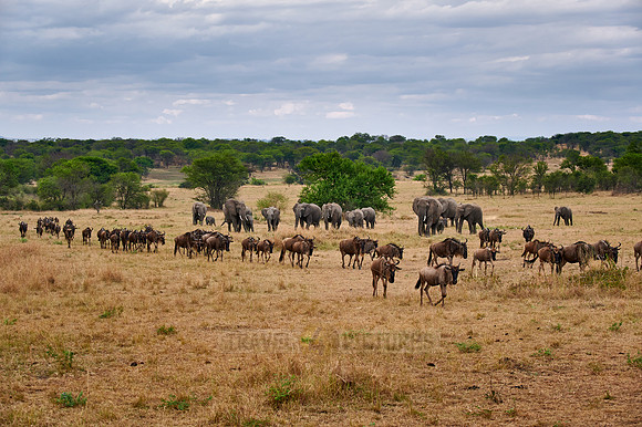 herd of blue wildebeest on great migration passing in front of a herd of African elephants