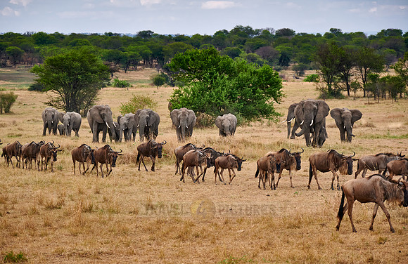 herd of blue wildebeest on great migration passing in front of a herd of African elephants