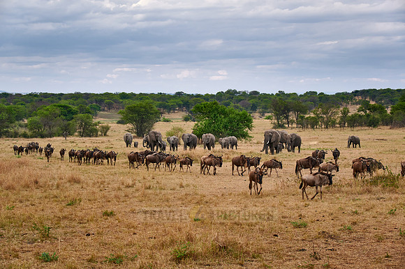 herd of blue wildebeest on great migration passing in front of a herd of African elephants