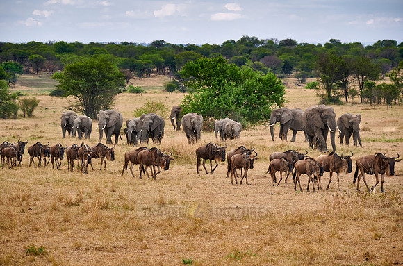 herd of blue wildebeest on great migration passing in front of a herd of African elephants
