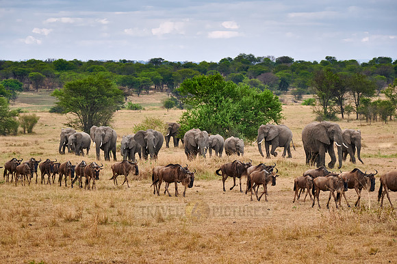 herd of blue wildebeest on great migration passing in front of a herd of African elephants