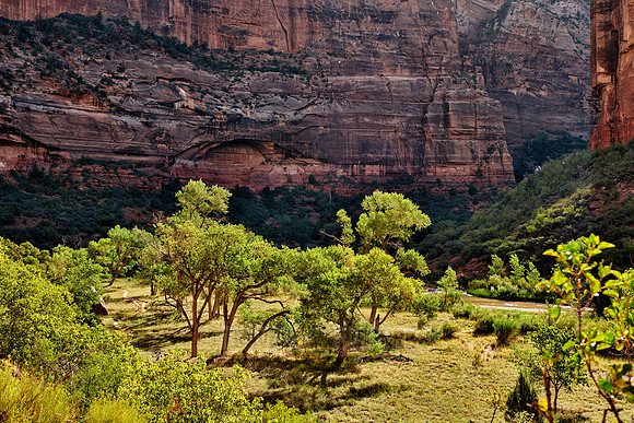 trees in Zion National Park
