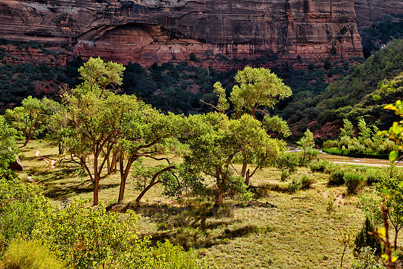 trees in Zion National Park