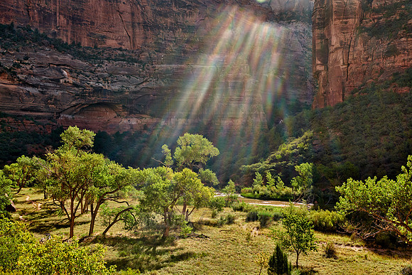 sunbeams and trees in Zion National Park