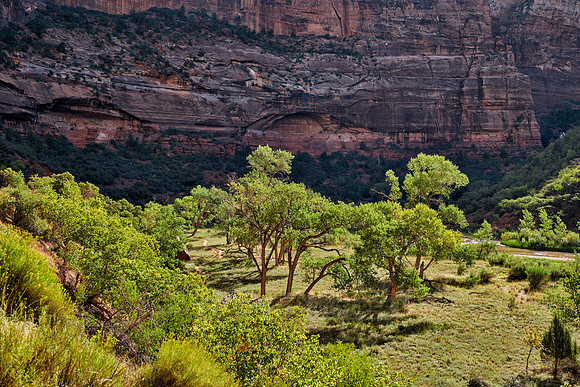 trees in Zion National Park