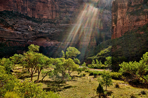 sunbeams and trees in Zion National Park