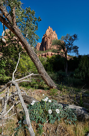 flowers and mountains with The Three Patriarchs