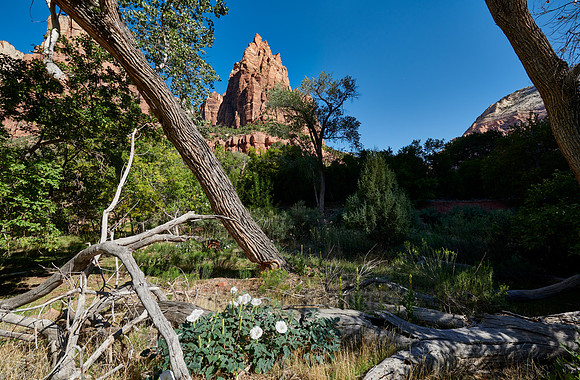 flowers and mountains with The Three Patriarchs