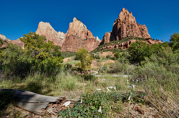 flowers and mountains with The Three Patriarchs
