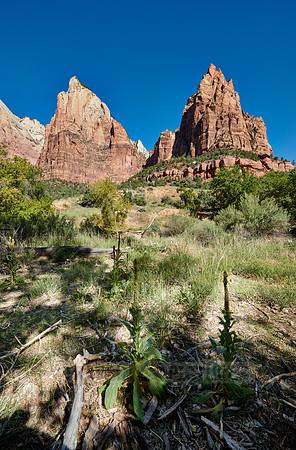 The Three Patriarchs in Zion National Park