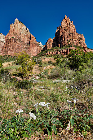 flowers and mountains with The Three Patriarchs