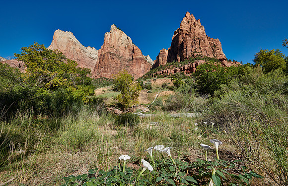 flowers and mountains with The Three Patriarchs