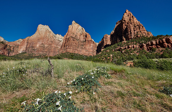 flowers and mountains with The Three Patriarchs