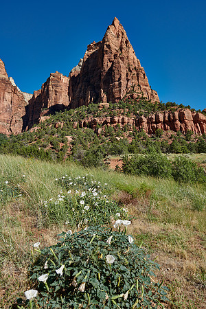 flowers and mountains with The Three Patriarchs