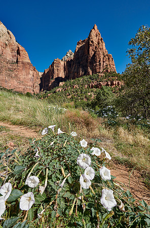 flowers and mountains with The Three Patriarchs