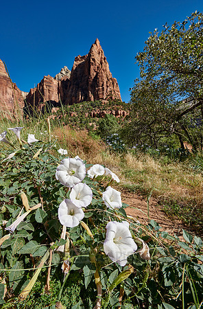 flowers and mountains with The Three Patriarchs