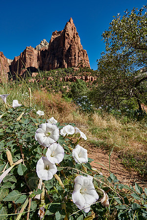 flowers and mountains with The Three Patriarchs