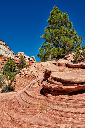 tree and structures in Zion National Park