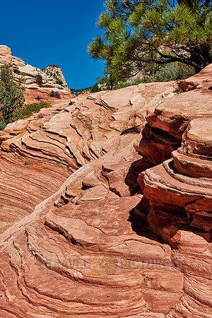 tree and structures in Zion National Park