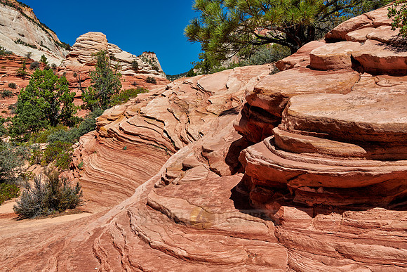 tree and structures in Zion National Park
