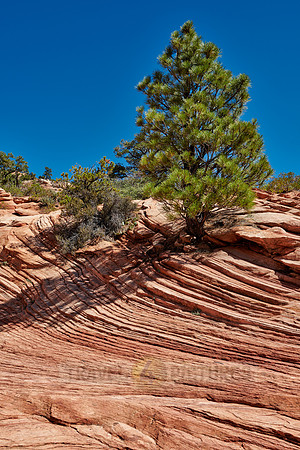 tree and structures in Zion National Park
