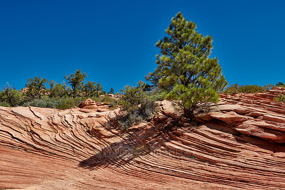 tree and structures in Zion National Park