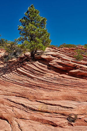 tree and structures in Zion National Park